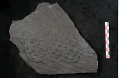 Foto (Detailansicht) von Lepidodendron veltheimiamum Sternbg. (NHMW-GEO-2024-0188-11033)